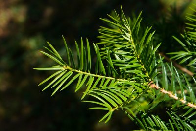Torreya californica - toreja kalifornská - jehlice